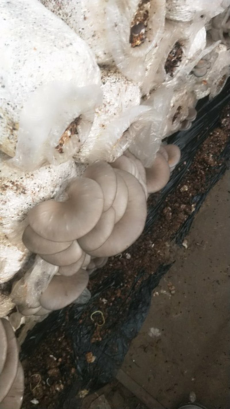 平菇各种规格