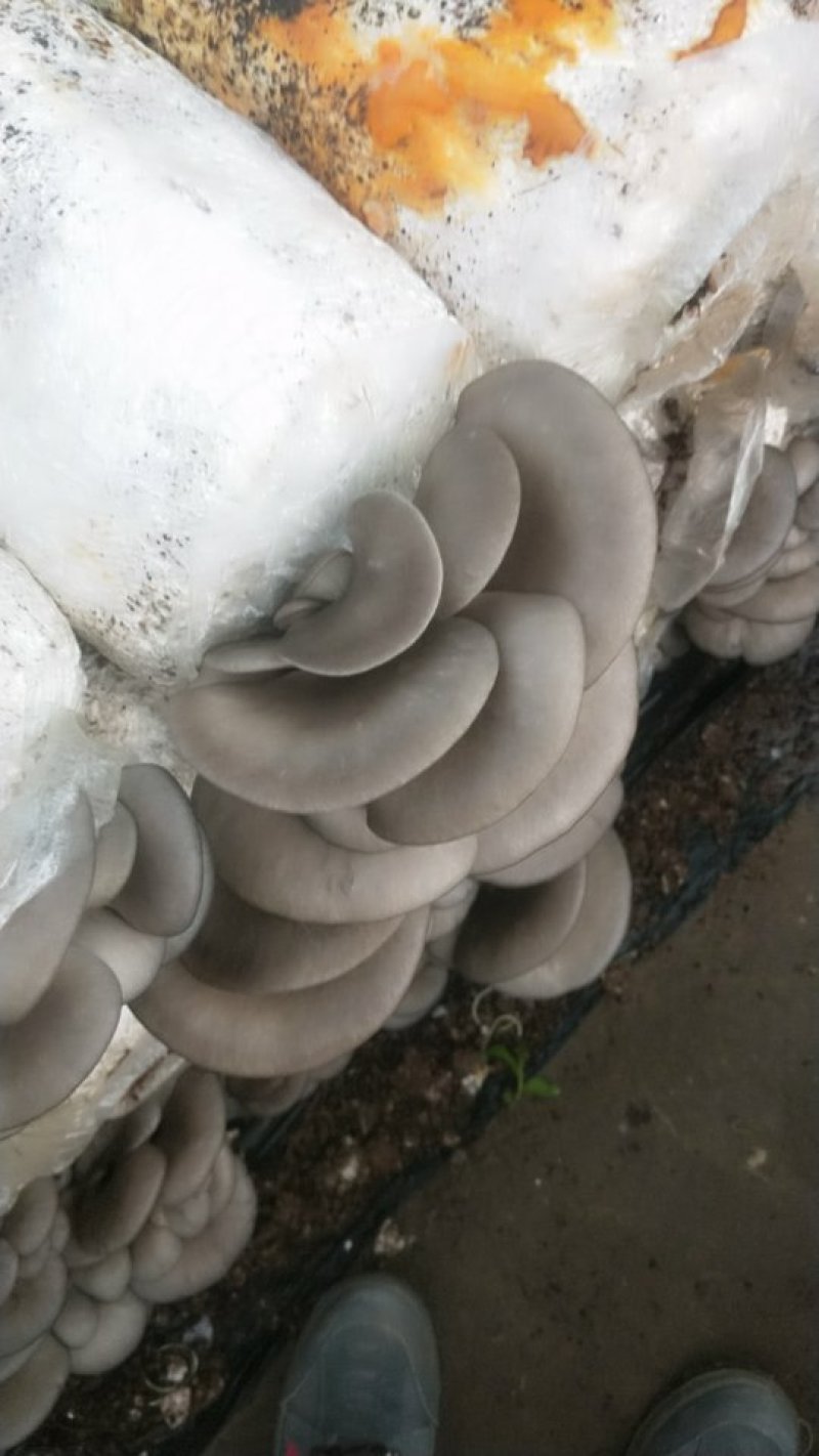 平菇各种规格