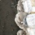 平菇各种规格