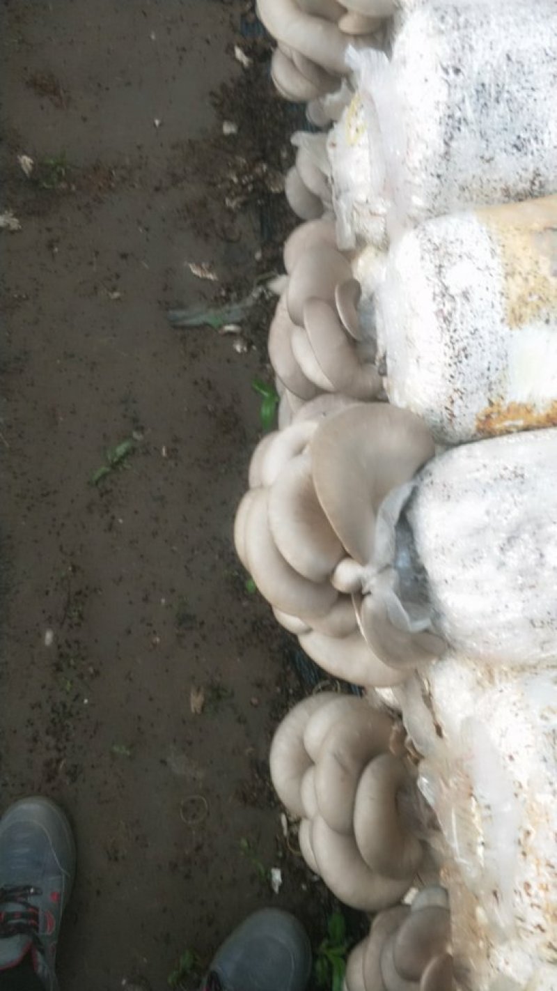 平菇各种规格