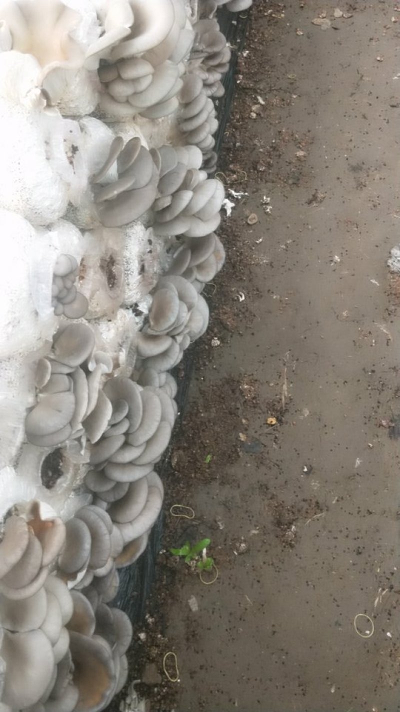 平菇各种规格