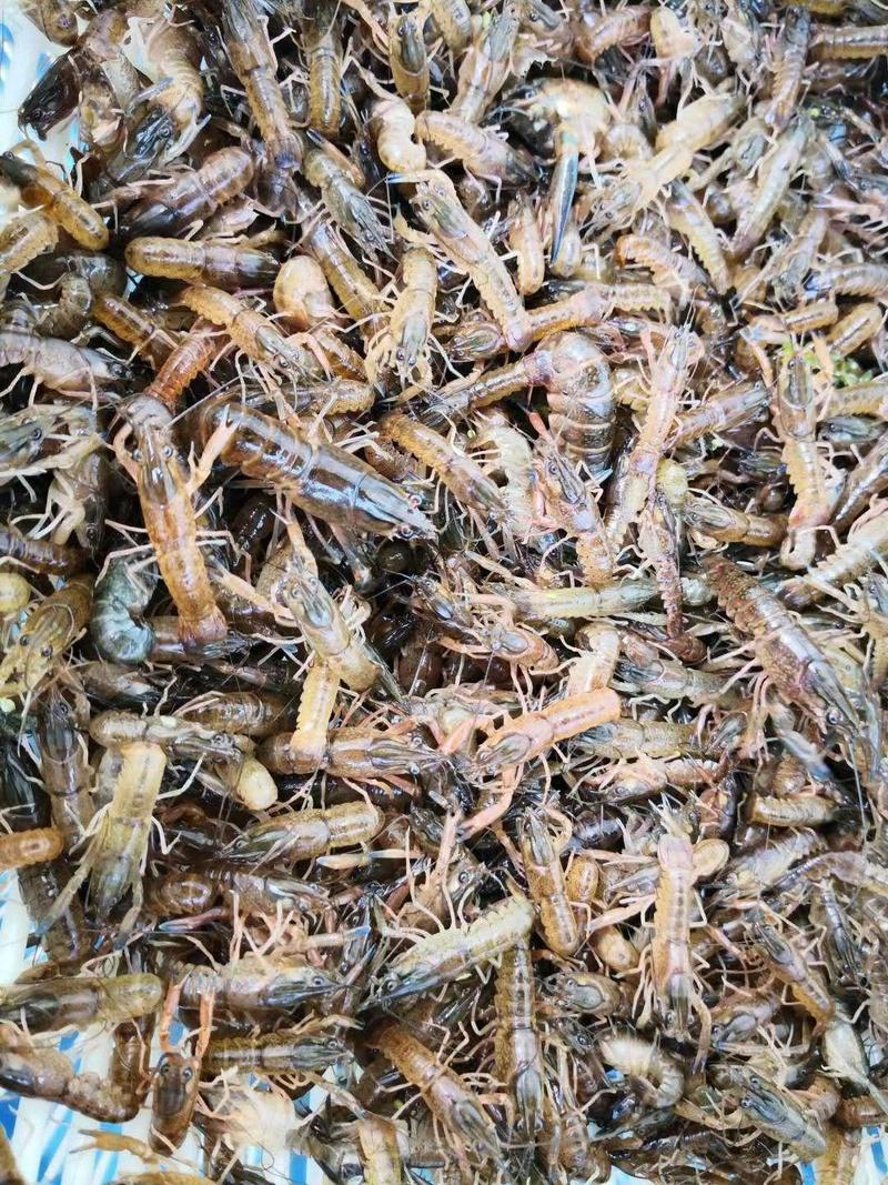 龙虾苗澳洲龙虾苗1-4公分规格齐全