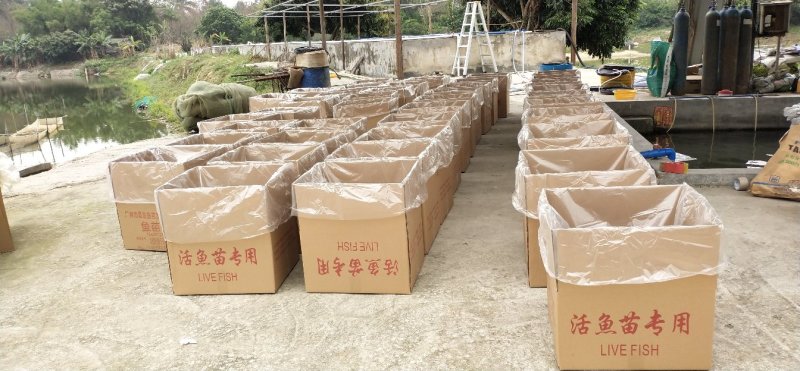 龙虾苗澳洲龙虾苗1-4公分规格齐全