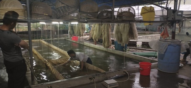 龙虾苗澳洲龙虾苗1-4公分规格齐全