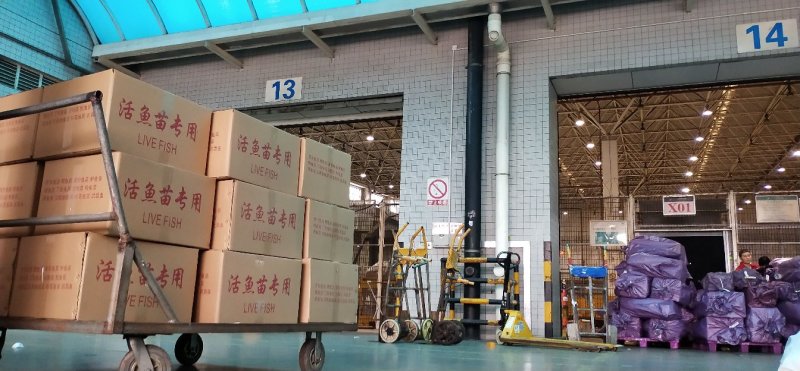 龙虾苗澳洲龙虾苗1-4公分规格齐全