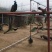 各种观赏珍禽大量现货供应，大小都有，需要的老板下单订购了