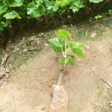 河北营养杯巨峰葡萄苗，巨峰红条，一年生葡萄苗，全年供应