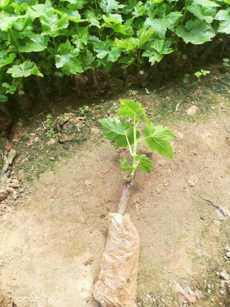 河北营养杯巨峰葡萄苗，巨峰红条，一年生葡萄苗，全年供应