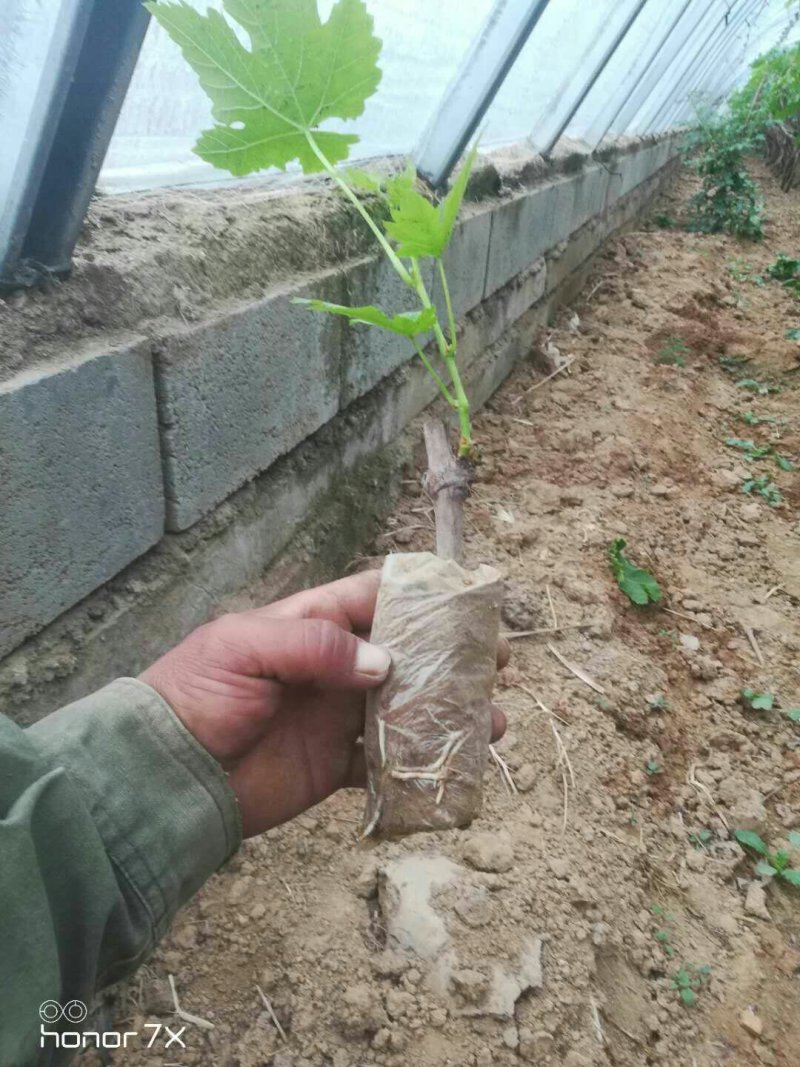 河北营养杯巨峰葡萄苗，巨峰红条，一年生葡萄苗，全年供应