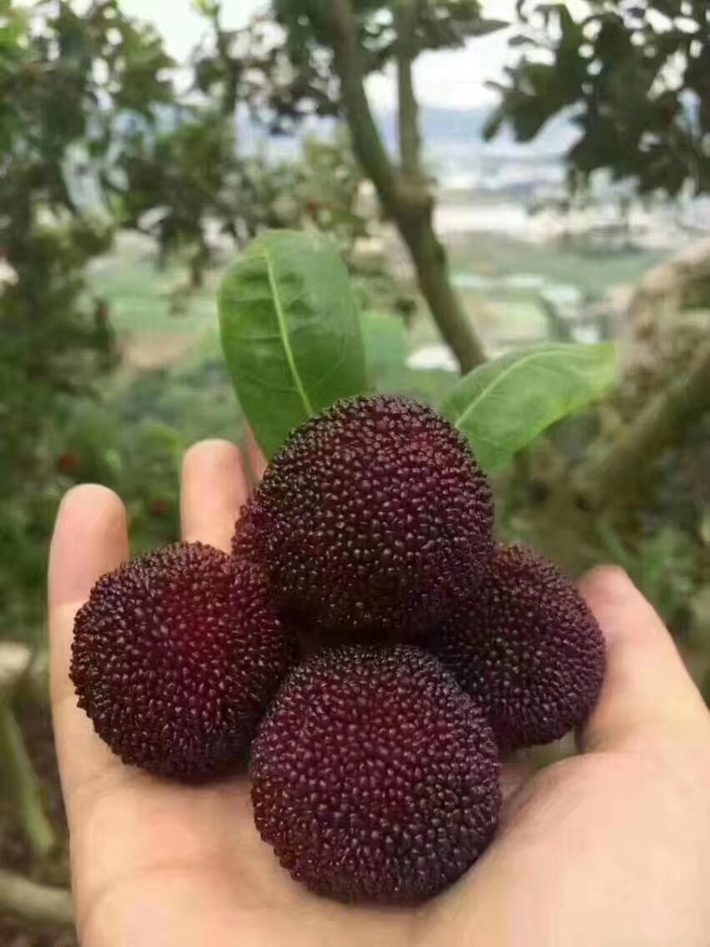 杨梅