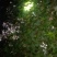 虎耳草鲜货