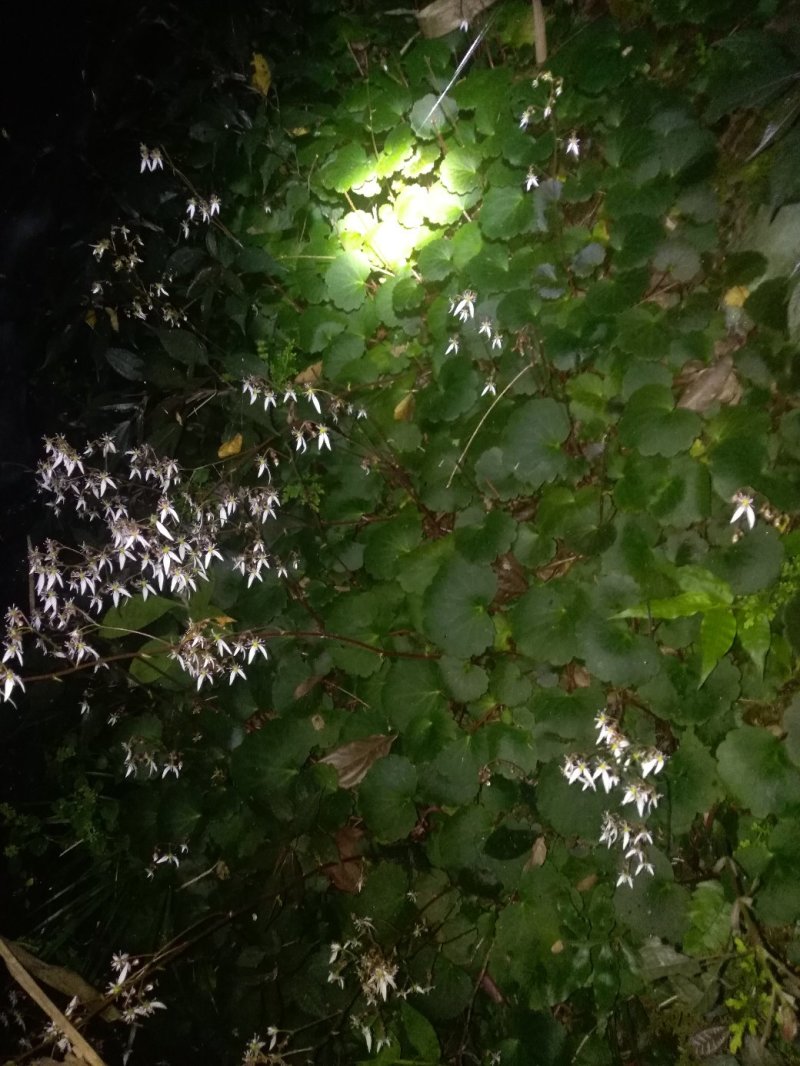 虎耳草鲜货