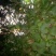 虎耳草鲜货