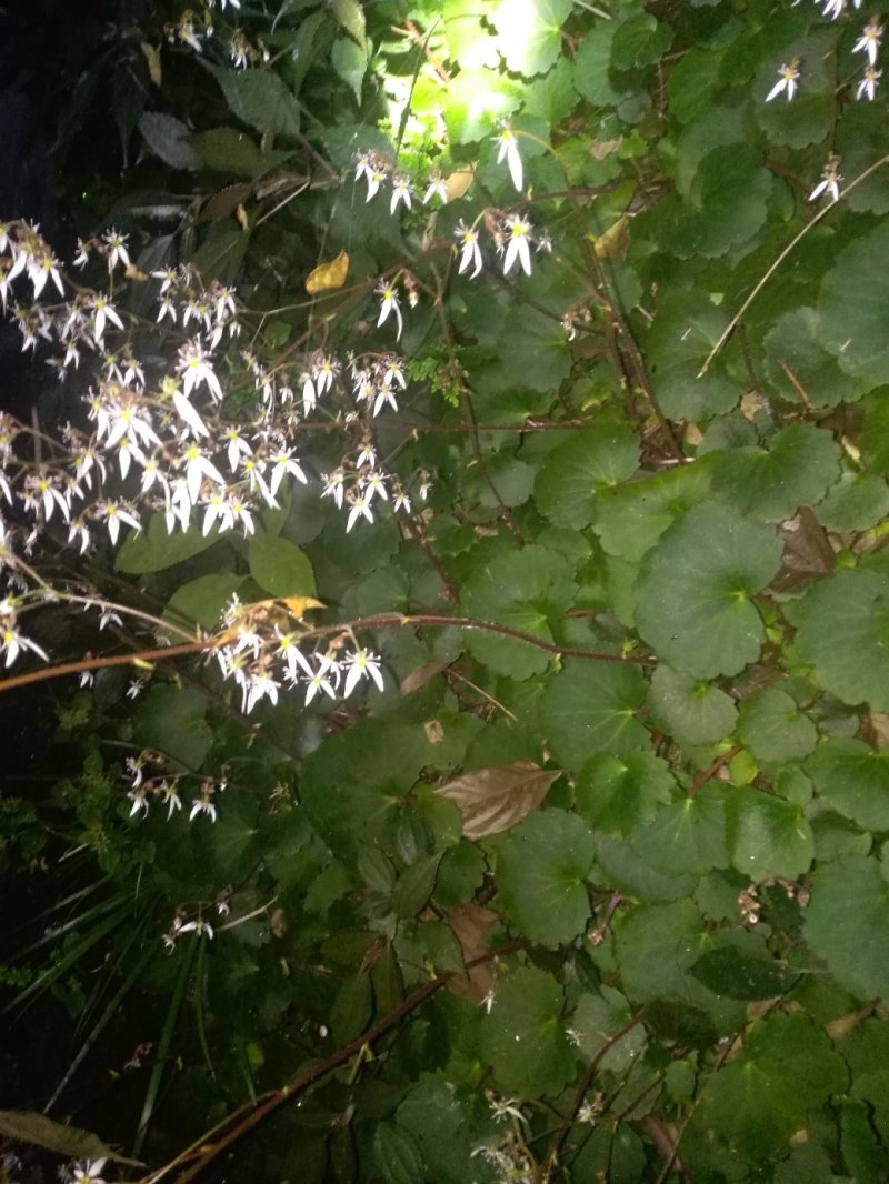 虎耳草鲜货