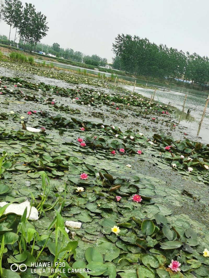 睡莲种子池塘水培盆栽大型观赏水生植物花卉四季水养莲花根块