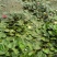 睡莲种子池塘水培盆栽大型观赏水生植物花卉四季水养莲花根块