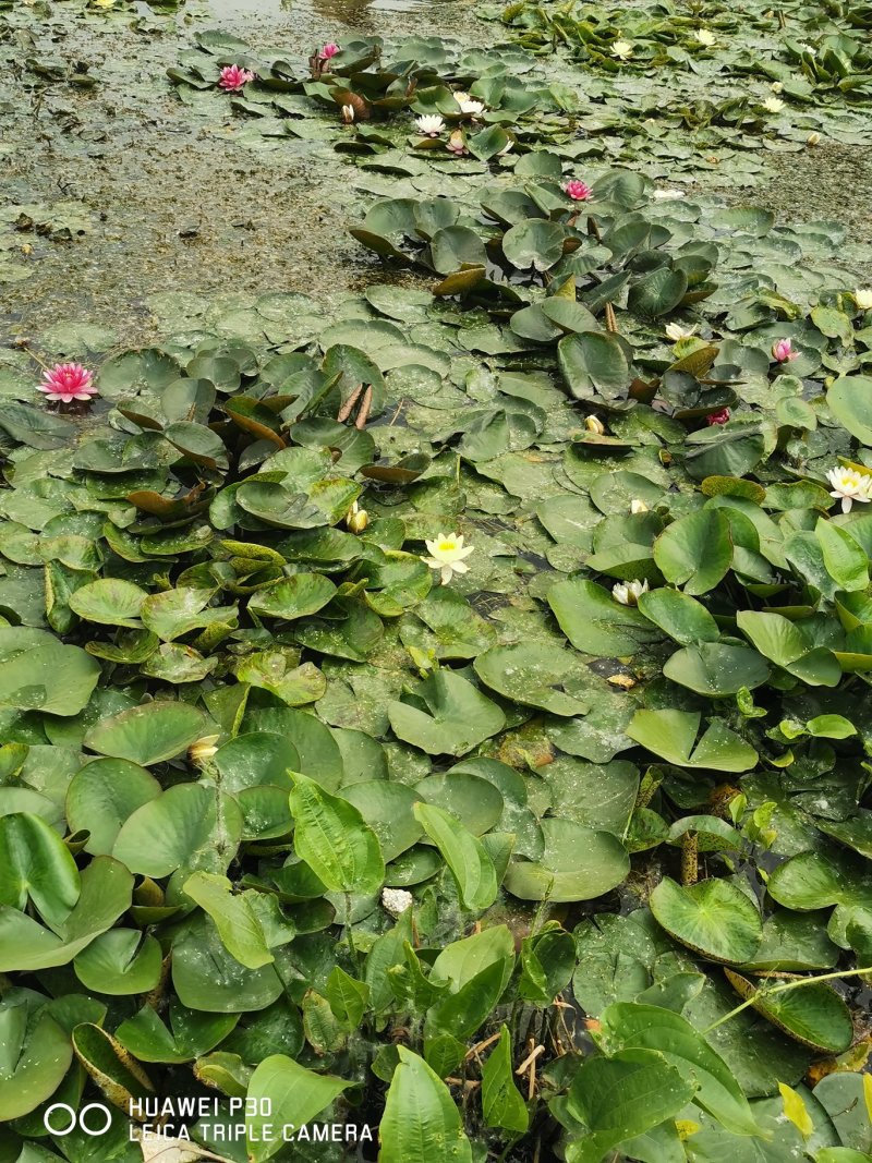 睡莲种子池塘水培盆栽大型观赏水生植物花卉四季水养莲花根块