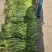 蒜薹通货50~60cm四季现货,质量保证