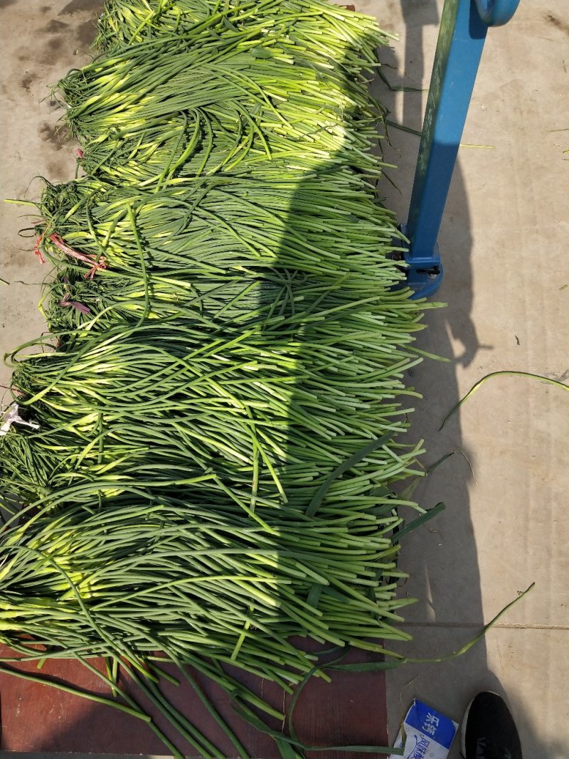 蒜薹通货50~60cm四季现货，质量保证