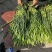 蒜薹通货50~60cm四季现货,质量保证