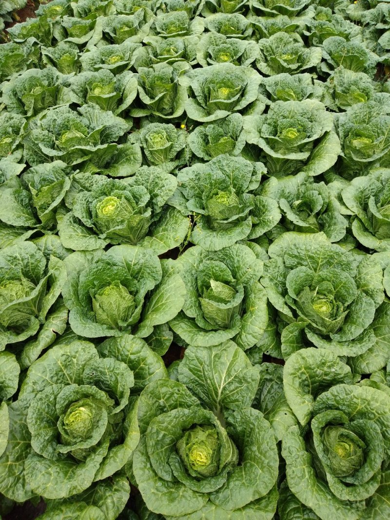 白菜，单颗半毛菜重2公斤左右