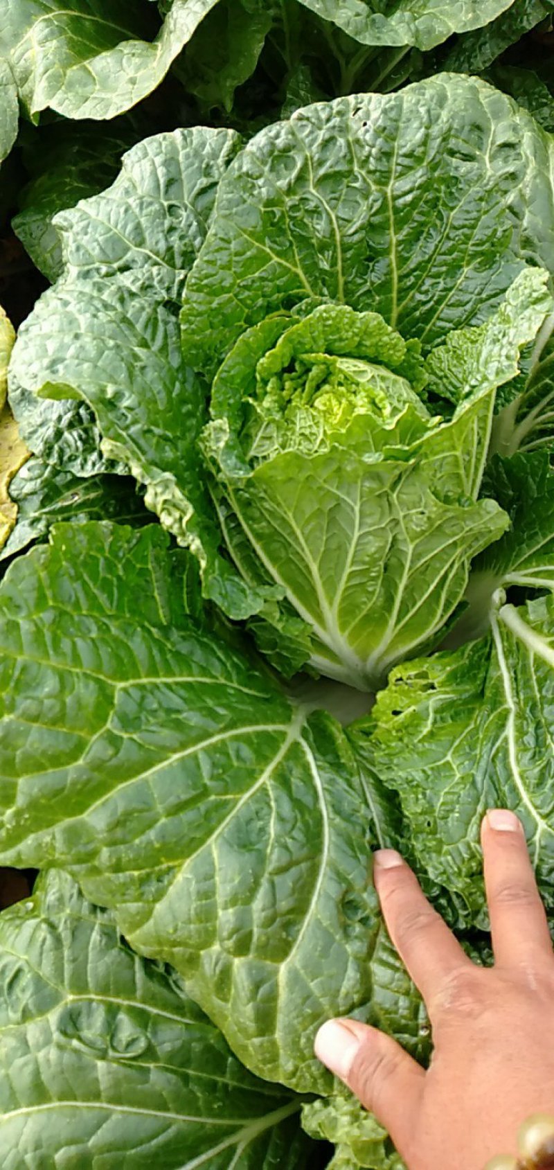 白菜，单颗半毛菜重2公斤左右