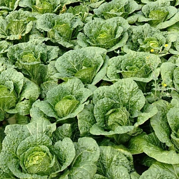 白菜，单颗半毛菜重2公斤左右