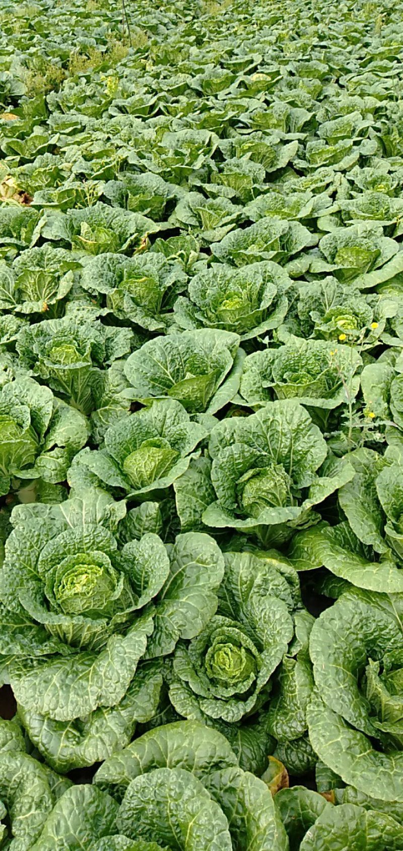白菜，单颗半毛菜重2公斤左右