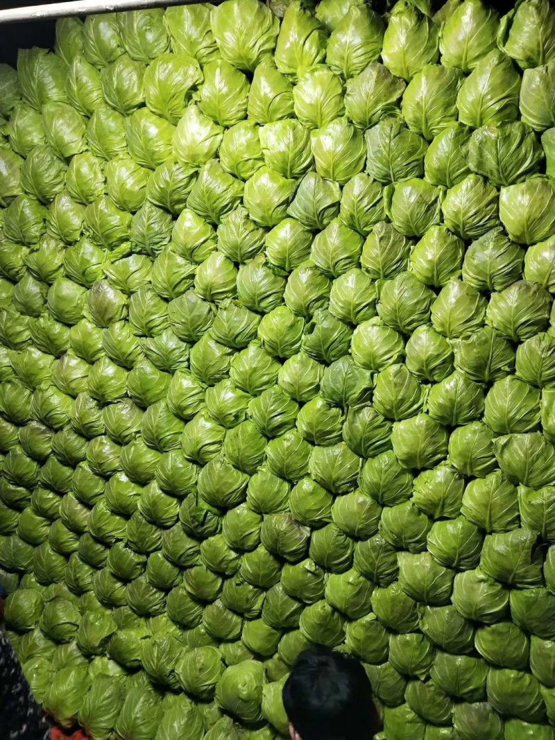 甘蓝，优质精品绿甘蓝大量上市
