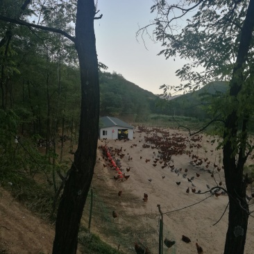 养殖场地