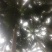 5斤半左右的文昌椰子