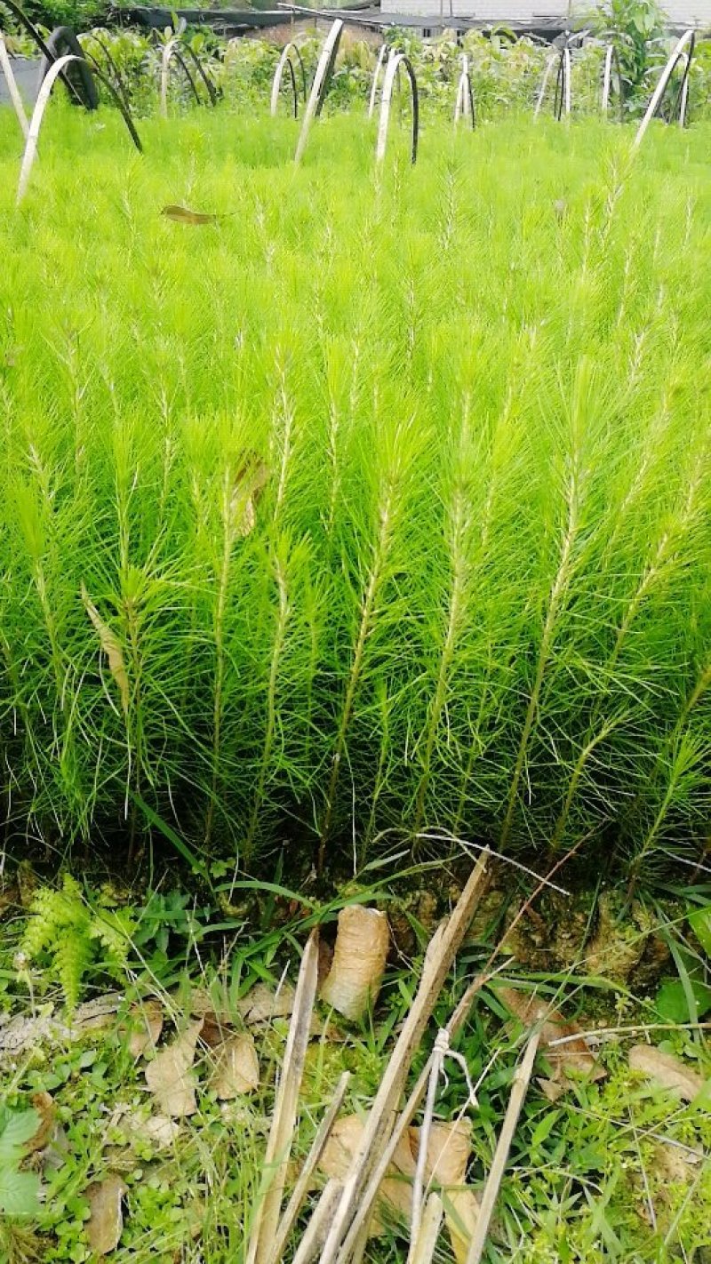 湿地松苗松树苗营养杯苗割油木材盆景