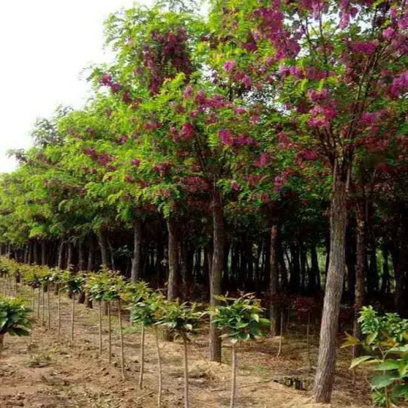 自家苗圃大量供应，8至15公分2-3年冠幅香花槐欢迎来电