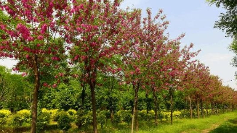 自家苗圃大量供应，8至15公分2-3年冠幅香花槐欢迎来电