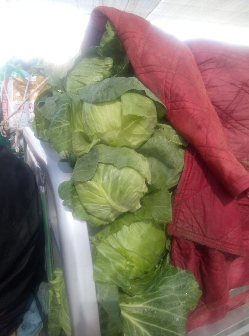 石家庄老王疏菜批发甘蓝1～2公斤，可视频看货。