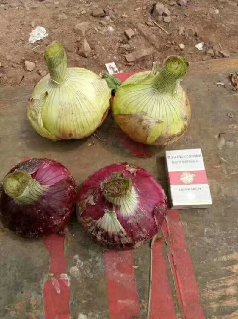 黄皮洋葱