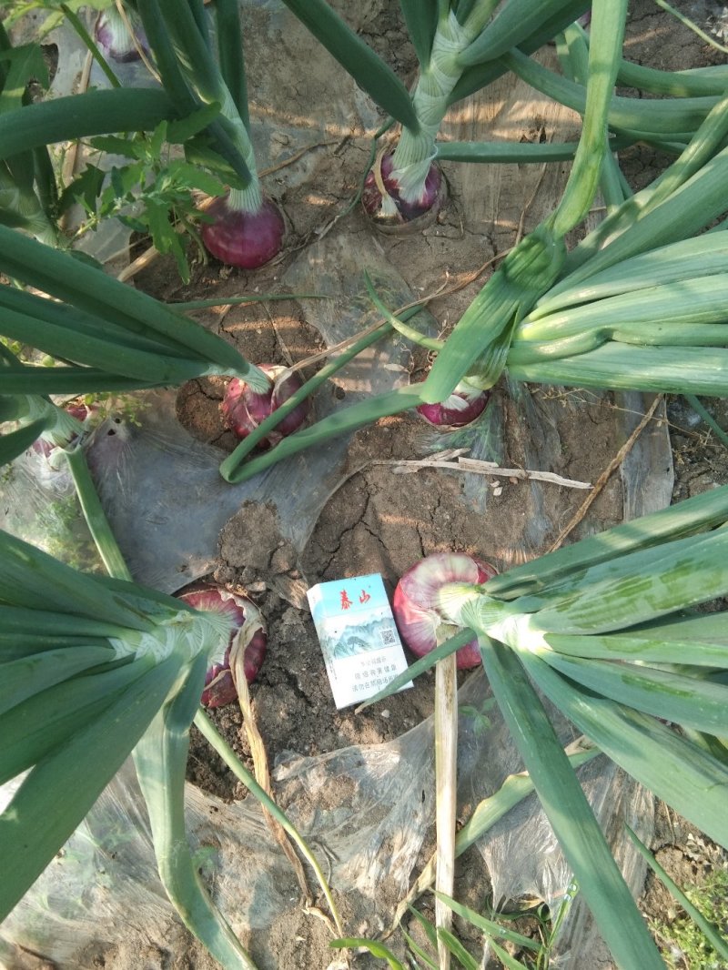 黄皮洋葱