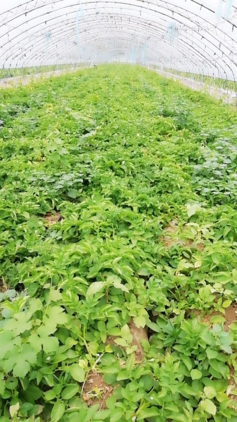 荷兰土豆