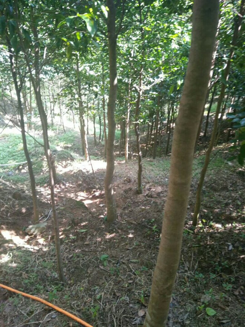 沉香树（土沉香）大量供应8-11公分