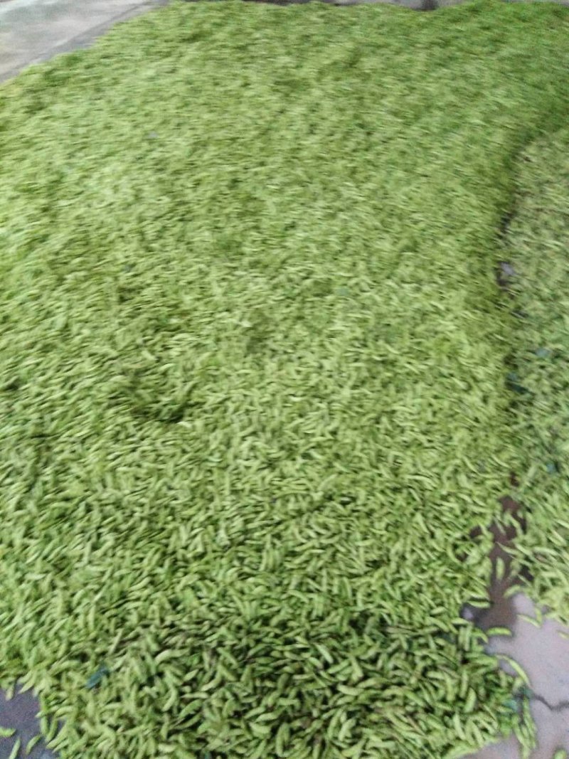毛豆