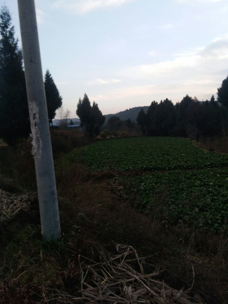 山地五万亩出租