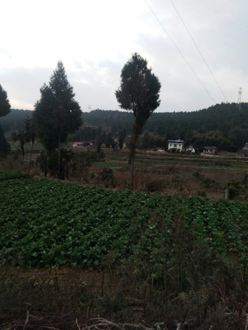 山地五万亩出租