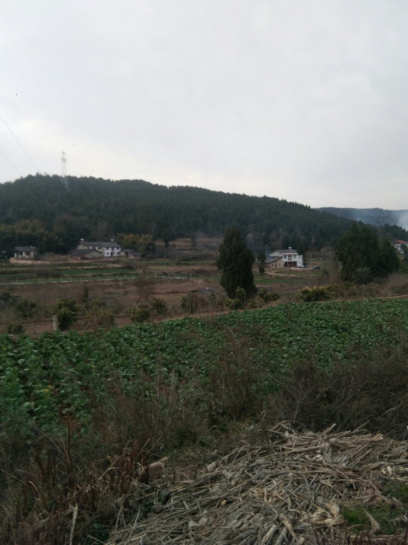 山地五万亩出租