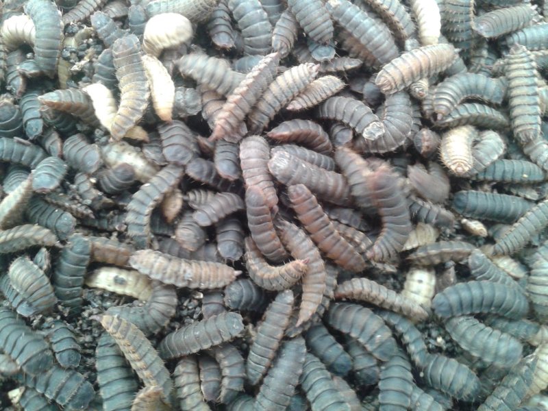 黑水虻蛹