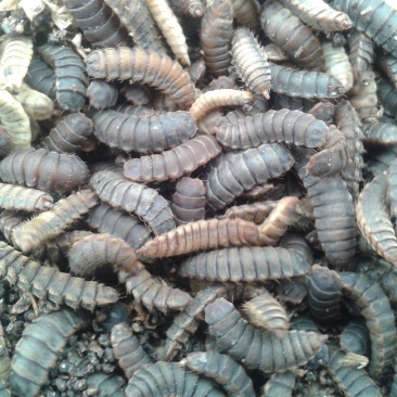 黑水虻蛹
