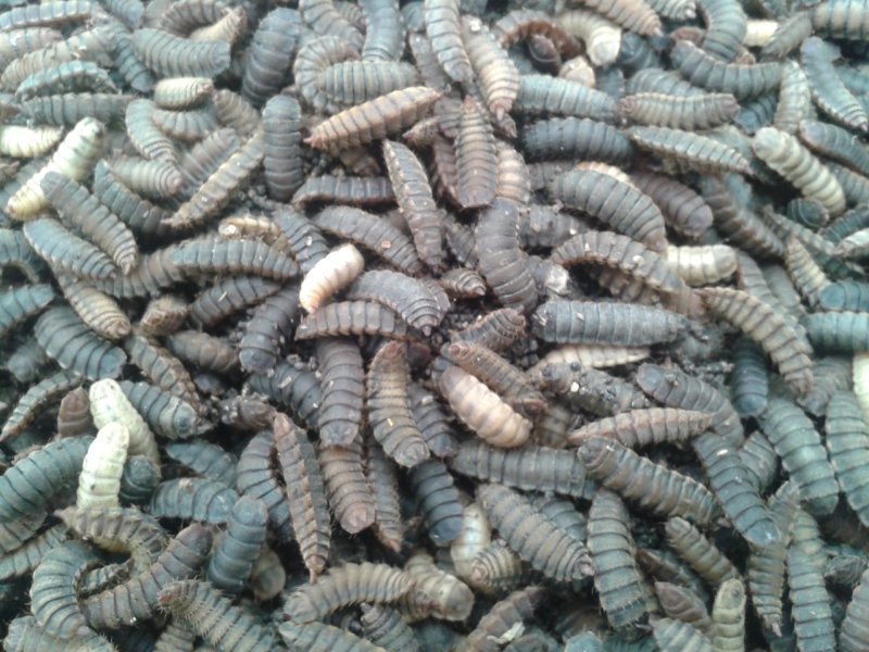 黑水虻蛹
