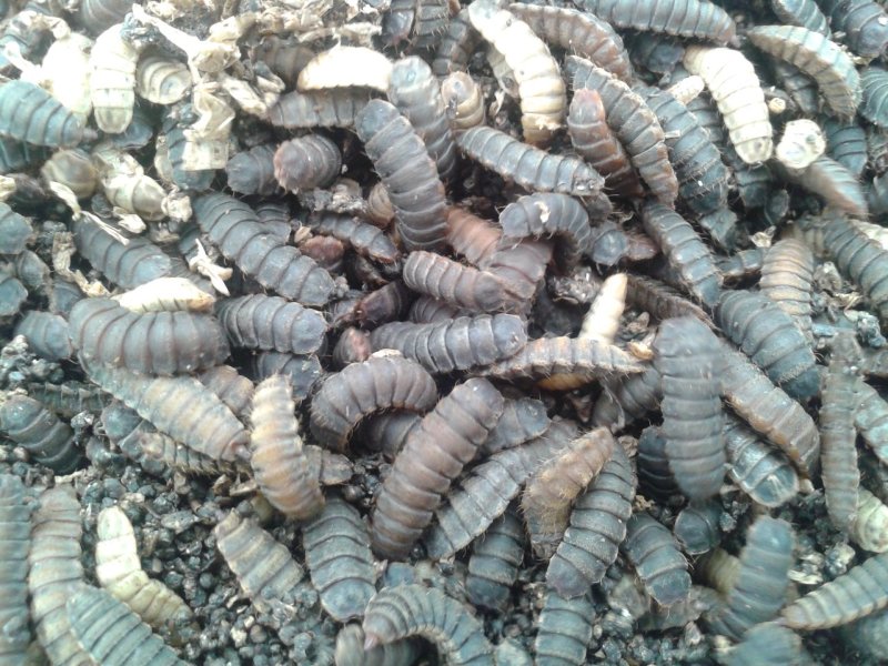 黑水虻蛹