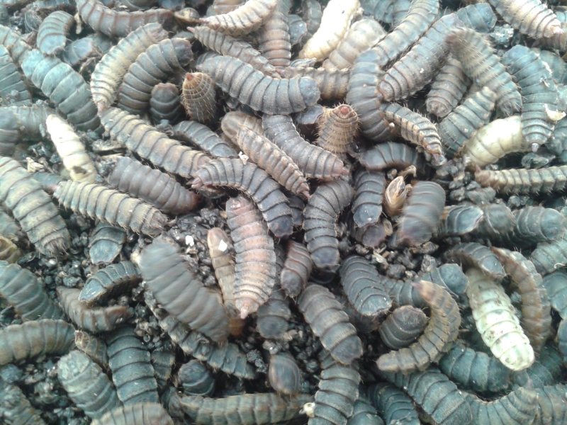 黑水虻蛹