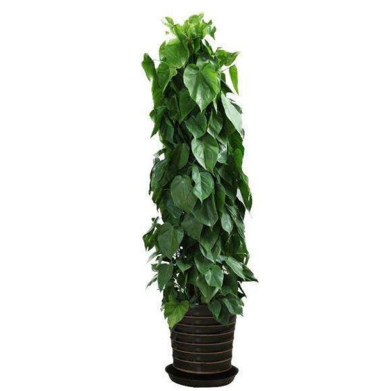 室内大型绿植盆栽低价供应