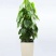 室内大型绿植盆栽低价供应